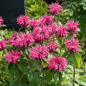 Monarda Pink Lace - Monarde Pink Lace - Monarde