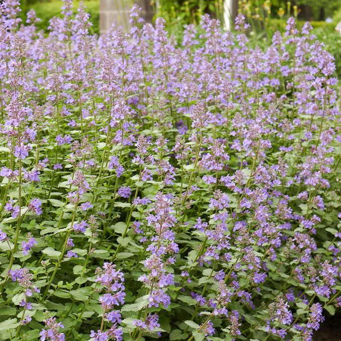 3 Nepetas Dropmore - Nepeta faassenii Dropmore - Willemse