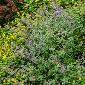 Nepeta - 3 Nepetas mussinii - Nepeta mussinii