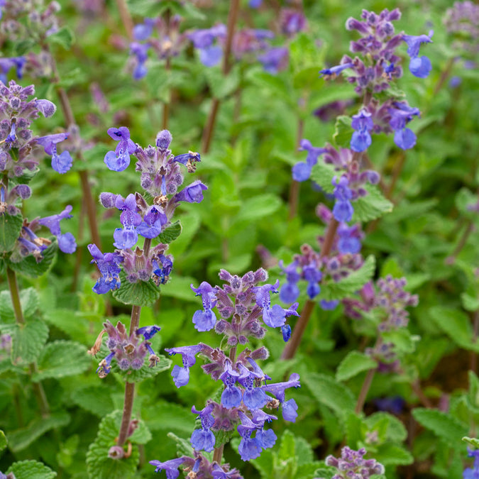 3 Nepetas mussinii - Nepeta mussinii - Willemse