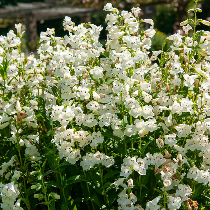 Penstemon White Bedder - Galane White Bedder - Penstemon - Galane