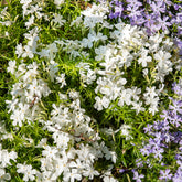 3 Phlox mousse White Delight - Willemse