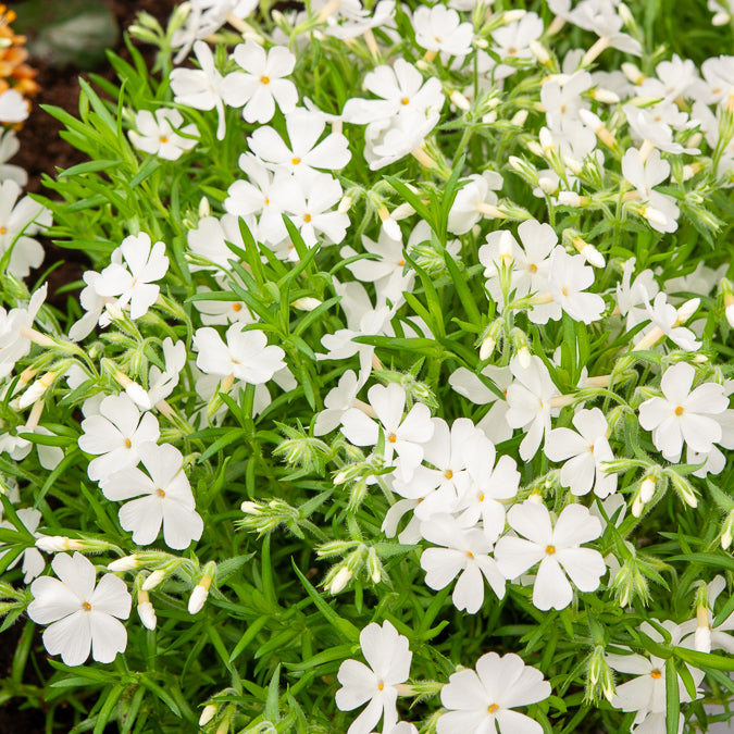 Phlox - 3 Phlox mousse White Delight - Phlox subulata White Delight