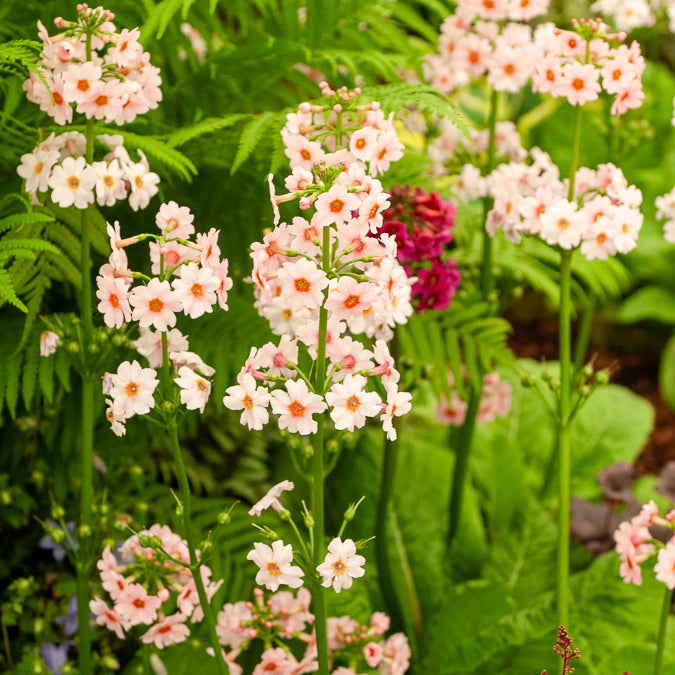 Primevère du Japon Apple Blossom - Primula japonica Apple Blossom - Willemse