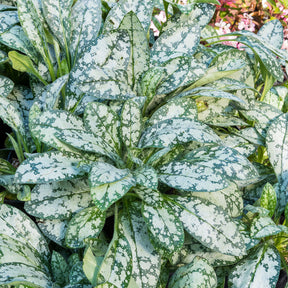 Pulmonaire Ocupol Opal - Pulmonaria Opal - Willemse