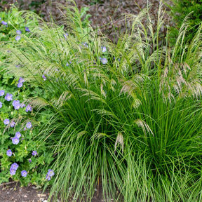 Deschampsia cespitosa goldtau - 3 Canches cespiteuses Goldtau - Deschampsie - Deschampsia