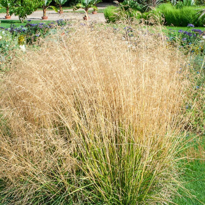 3 Canches cespiteuses Goldtau - Deschampsia cespitosa goldtau - Willemse