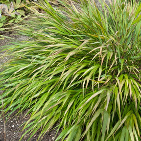 Herbe du Japon Nicolas - Hakonechloa macra nicolas - Plantes