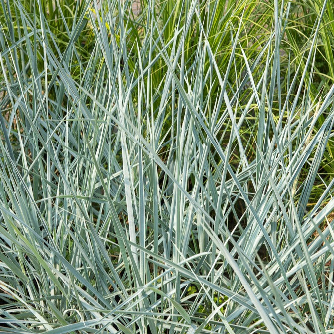 Seigle de mer Blue Dune