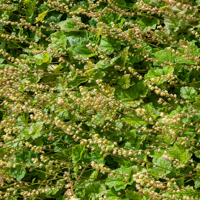 3 Tellime à grandes fleurs Rubra - Tellima grandiflora Rubra - Willemse