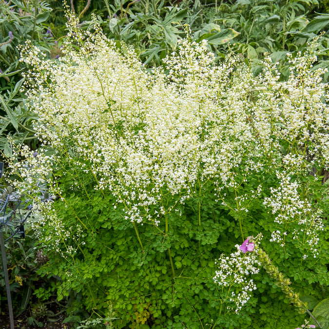 Pigamon Delavayi blanc - Thalictrum delavayi Album - Willemse