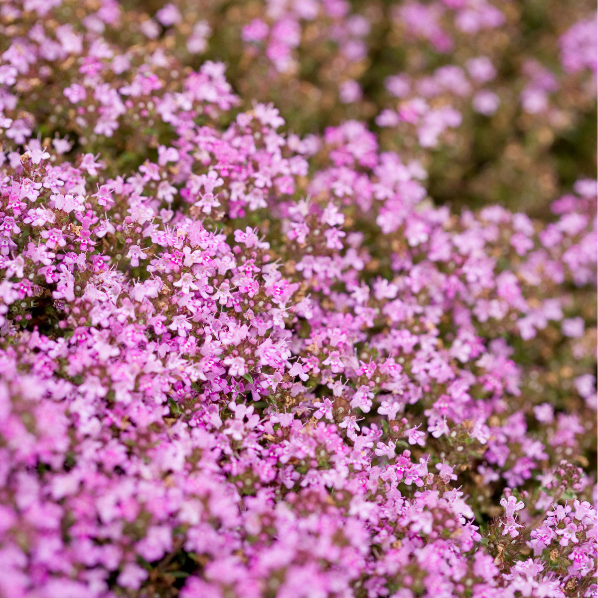 Thym précoce Coccineus - Willemse