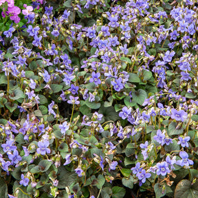 Violette - Pensée - 3 Violettes de Labrador - Viola labradorica