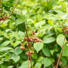 Andromède campanulée - Enkianthus campanulatus red bells - Willemse