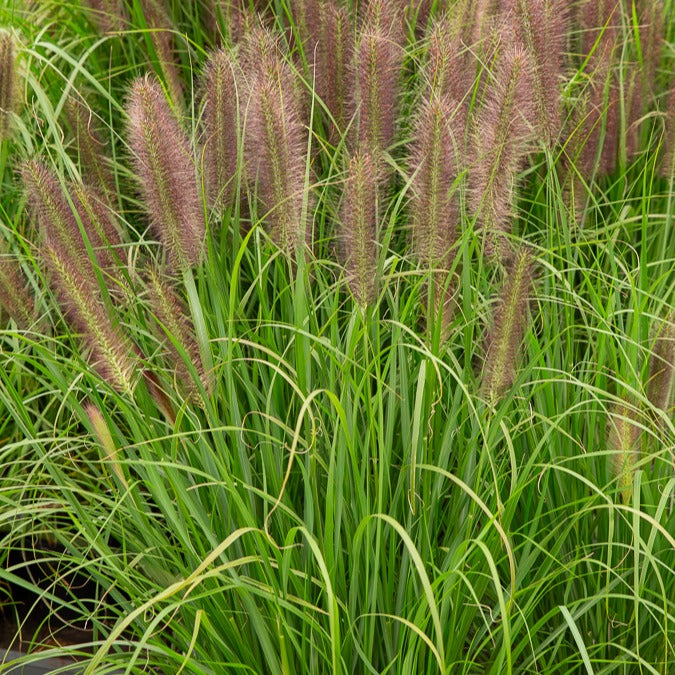 Herbe aux écouvillons Japonicum - Pennisetum - Pennisetum alopecuroides japonicum - Plantes