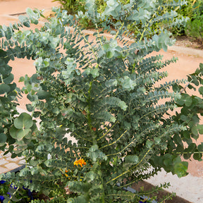 Eucalyptus - Eucalyptus cendré Silver Dollar - Eucalyptus cinerea ‘silver dollar’ extra