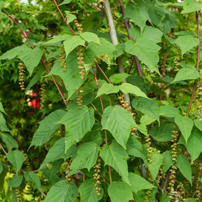 Erable du père David - Acer davidii - Plantes