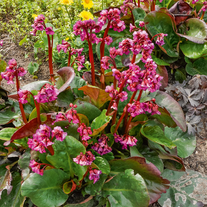 Bergénia Abendglut Plante des savetiers Abendglut