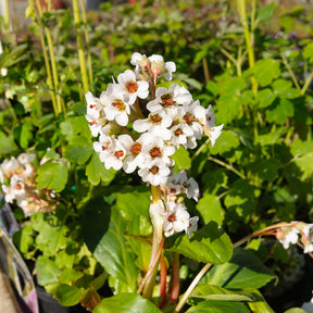 Bergénia Silberlicht - Bergenia Silberlicht - Willemse