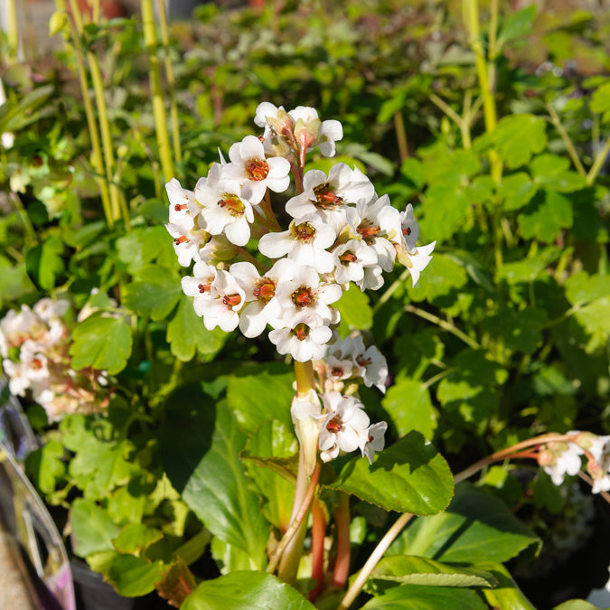 Bergénia Silberlicht Plante des savetiers Silberlicht