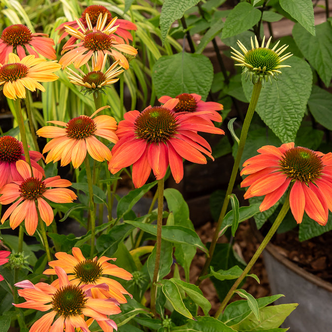 Rudbeckia pourpre Cheyenne Spirit - Echinacea - Echinacea purpurea Cheyenne Spirit - Willemse