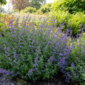 Nepeta novanepjun Junior Walker - Nepeta Junior Walker - Nepeta