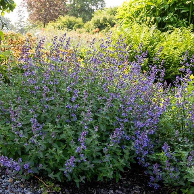 Nepeta novanepjun Junior Walker - Nepeta Junior Walker - Nepeta