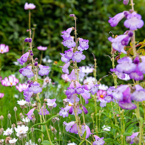 Penstemon Alice Hindley - Galane Alice Hindley - Penstemon - Galane