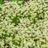 3 Saxifrages mousse Pixie White - Willemse