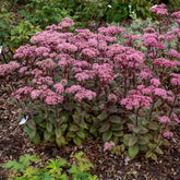 Sedum Matrona - Willemse