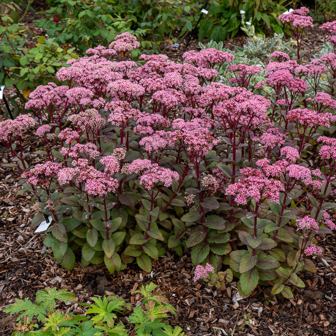 Sedum Matrona - Willemse