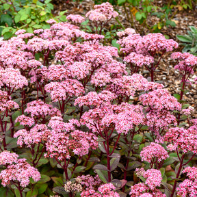 Sedum matrona - Sedum Matrona - Sédums