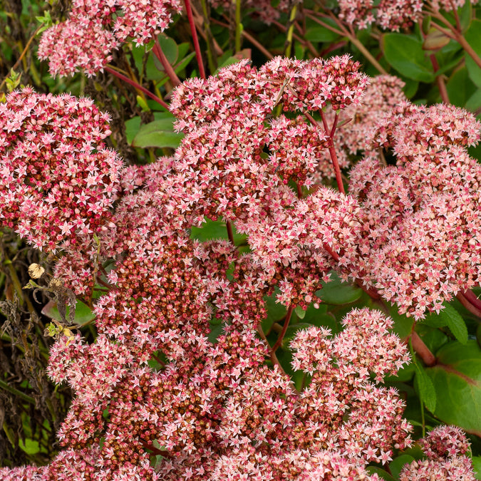 Sedum Matrona - Sedum matrona - Willemse