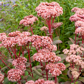 Sédums - Sedum Matrona - Sedum matrona