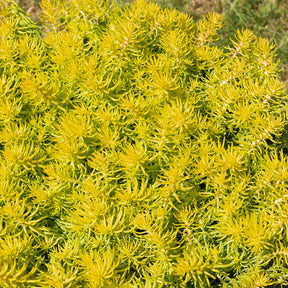 Sedum reflexum Angelina - Sedum des rochers Angelina - Sédums