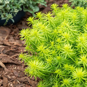 Sédums - Sedum des rochers Angelina - Sedum reflexum Angelina