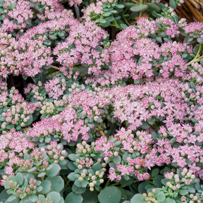 Sedum sieboldii - 3 Sedum de Siebold - Sédums