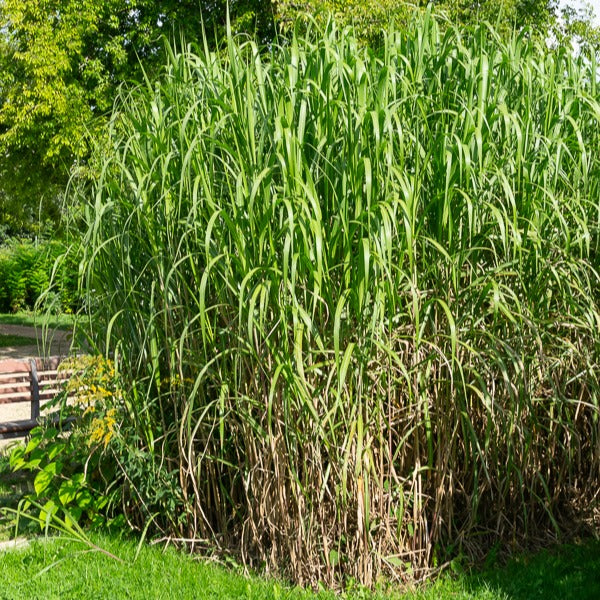 Grande eulalie Roseau de Chine géant florifère