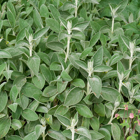 Stachys byzantina Big Ears - Oreille de Lapin Big Ears - Epiaire de byzance - Épiaire - Stachys