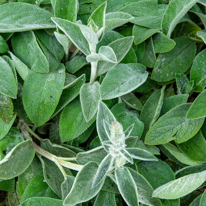 Épiaire - Stachys - Oreille de Lapin Big Ears - Epiaire de byzance - Stachys byzantina Big Ears