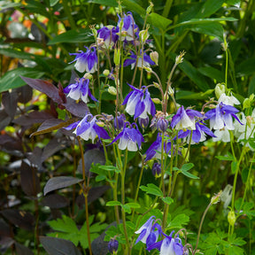 Ancolies des jardins - Aquilegia vulgaris - Willemse