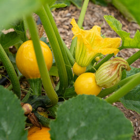 Cucurbita pepo - Courgette Sun Ball F1 - Courgettes