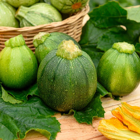 Courgettes - Courgette Eight Ball F1 - Cucurbita pepo