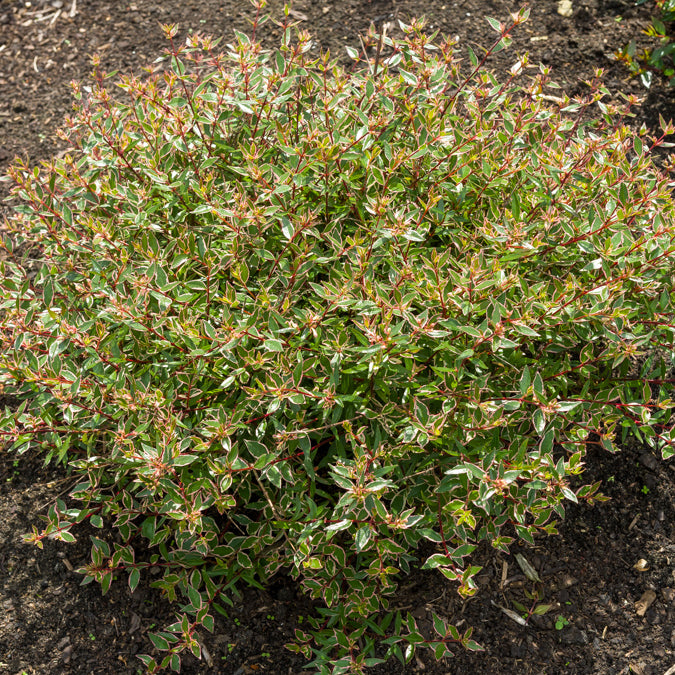 Abélia à grandes fleurs Confetti - Abelia grandiflora Confetti - Willemse