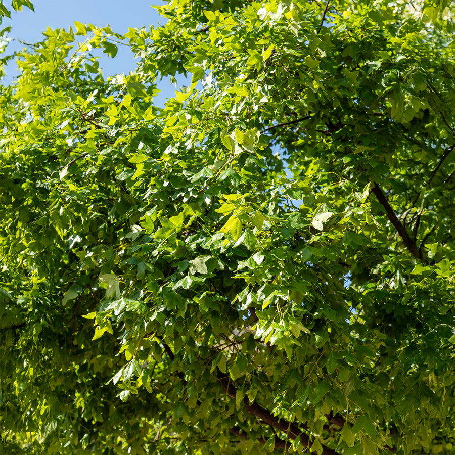 Erable de Montpellier - Acer monspessulanum - Willemse