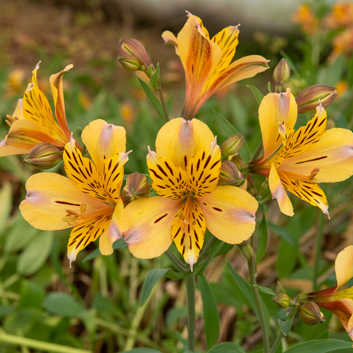 Lys des Incas - Alstroémère Duc d'Anjou Nicolas - Alstroemeria Duc d'Anjou Nicolas - Willemse