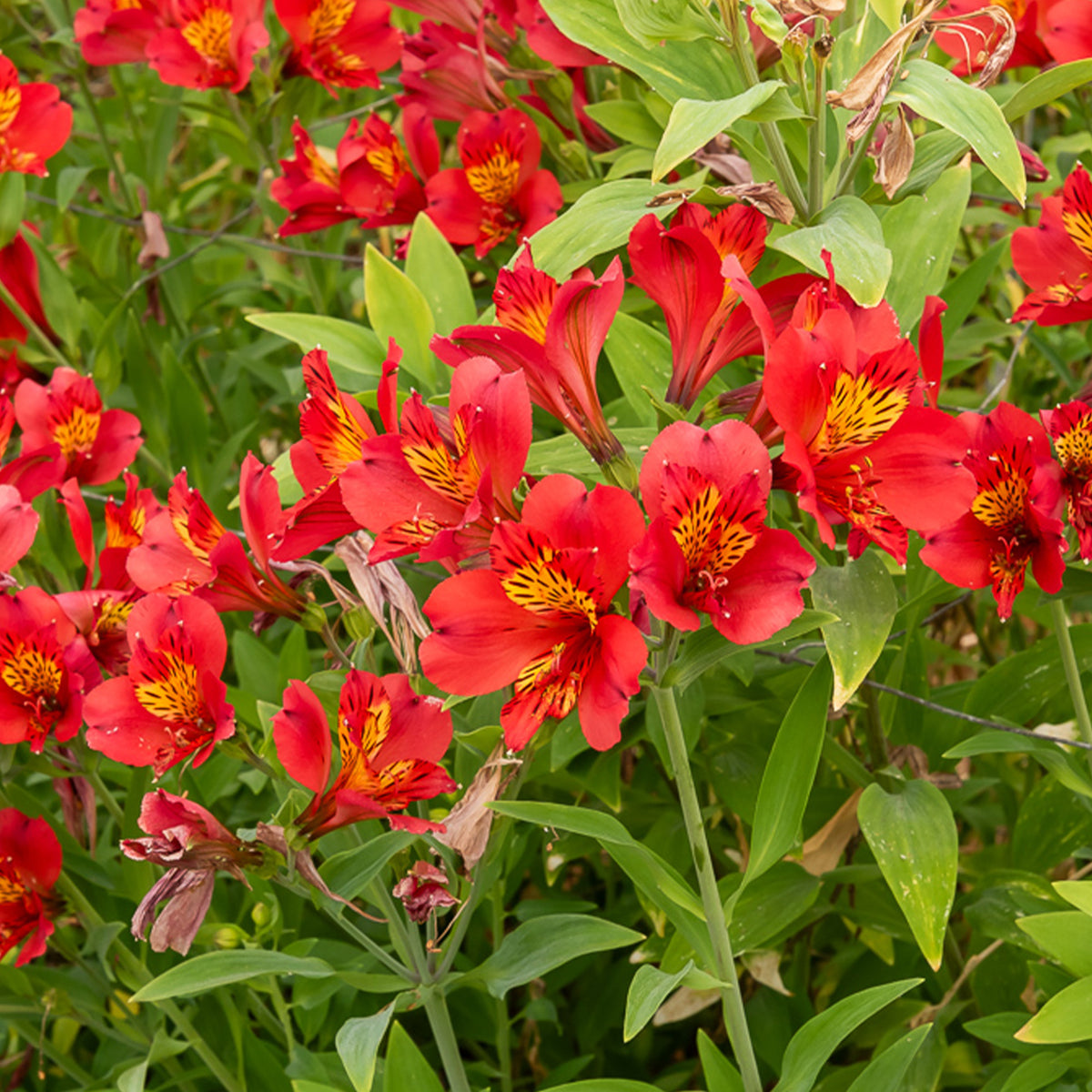 Lys des Incas - Alstroémère Majestic Liré - Alstroemeria Majestic Liré - Willemse