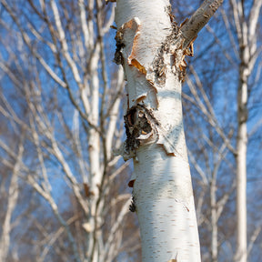 Bouleau de l'Himalaya Doorenbos - Betula utilis jaquemontii Doorenbos - Willemse