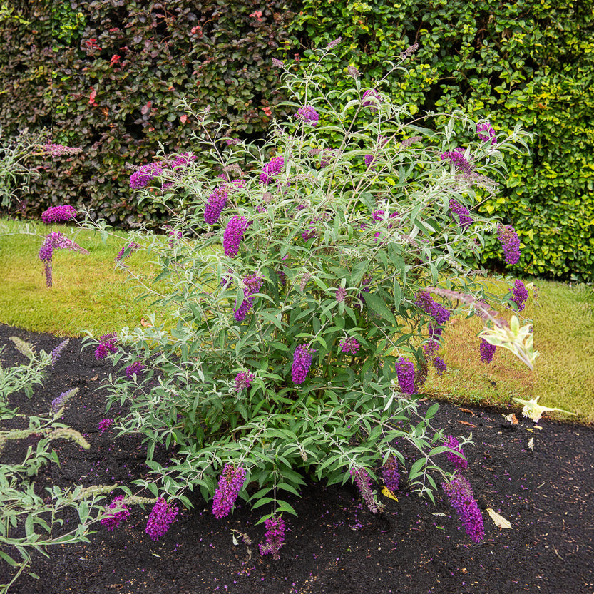 Arbre à papillons nains Nanho Purple - Buddleja davidii Nanho Purple - Willemse