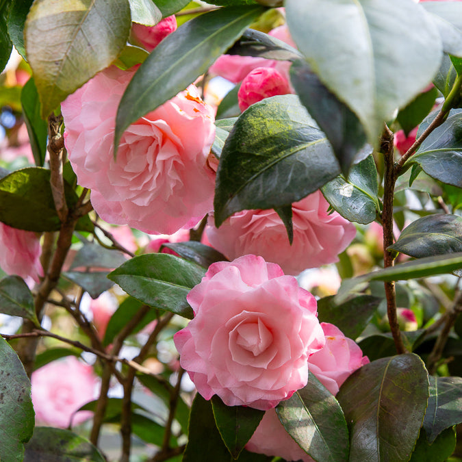 Camélia du Japon Nuccio's Pearl - Willemse